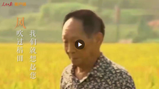 風吹過稻田，我們就想起您！